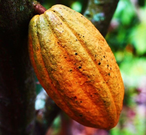 Cocoa big pod
