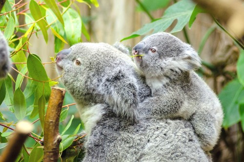 female koala and her baby