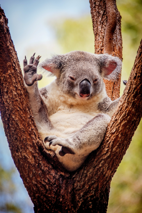 kola waving