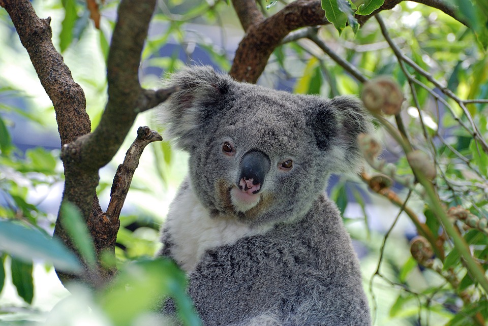 koala in a tree