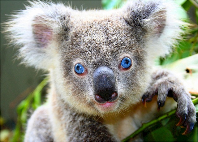 koal with blue eyes