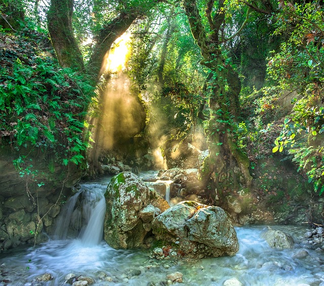 rainforest